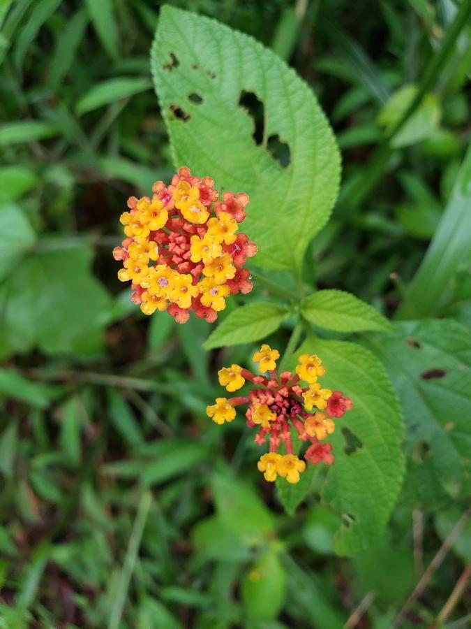 Las Pavitas Cottages La Fortuna Екстериор снимка